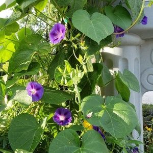 Meet your Posher, Sylvia